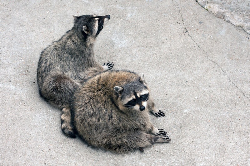 Raccoon Resilience: Unveiling the Fascinating Ways Raccoons Protect Themselves Against Predators