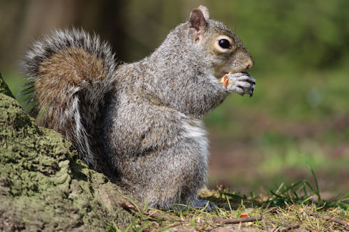 How to Get Squirrels Out of Your Home’s Attic: A Comprehensive Guide