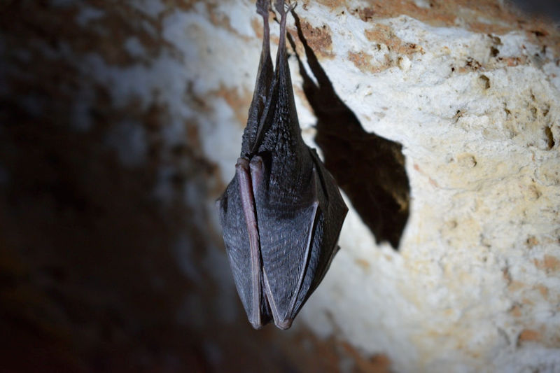 How Bats Enter Your Home’s Attic and the Importance of Humane Bat Removal
