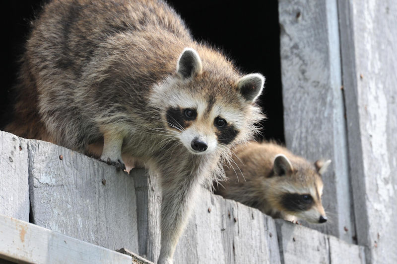 How Raccoons Access Your Attic and Why Humane Removal is Essential