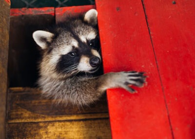 Safe and Secure: A Comprehensive Guide to Keeping Raccoons Out of Your Yard While Ensuring Their Well-being