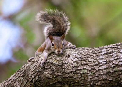 Safeguarding Your Birdseed: A Comprehensive Guide to Keeping Squirrels at Bay