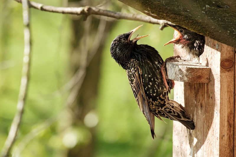 Avian Intruders: Unraveling the Hidden Dangers of Birds in Your Home