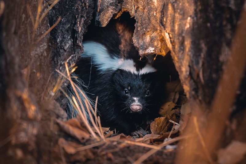 Safeguard Your Sanctuary: Effective Ways to Deter Skunks from Your Property