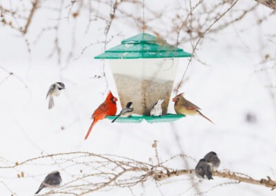 Harmony in Flight: Safely Enjoying Birds in Your Backyard