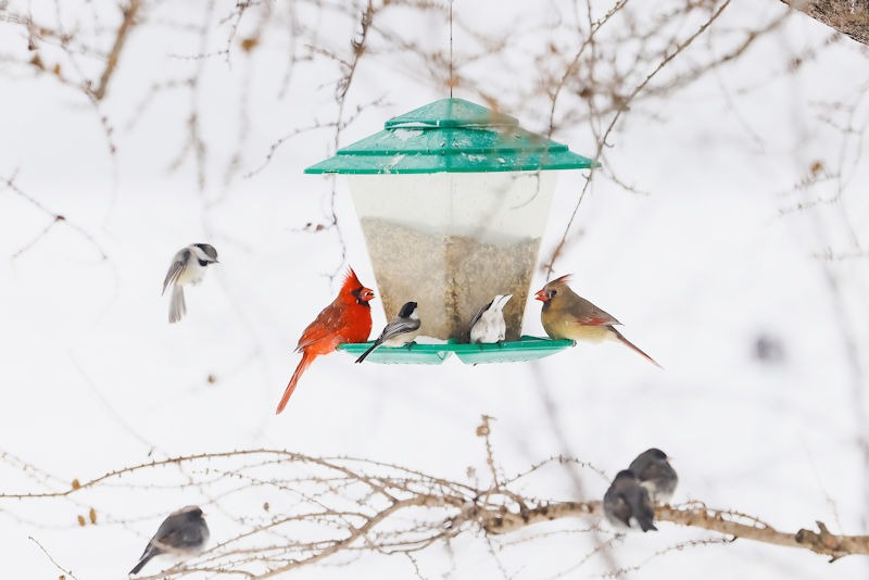 Harmony in Flight: Safely Enjoying Birds in Your Backyard