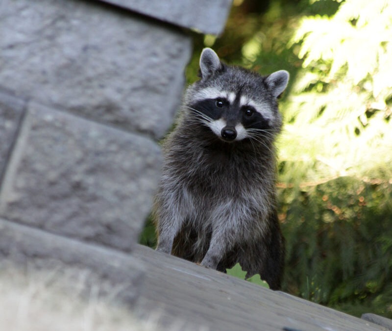 Rethinking Raccoons: Unveiling the Environmental Impact of these Urban Intruders