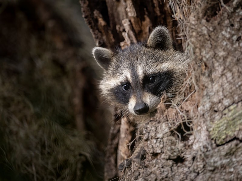 The Hidden Threat: Unveiling the Dangers of Raccoons in Your Attic