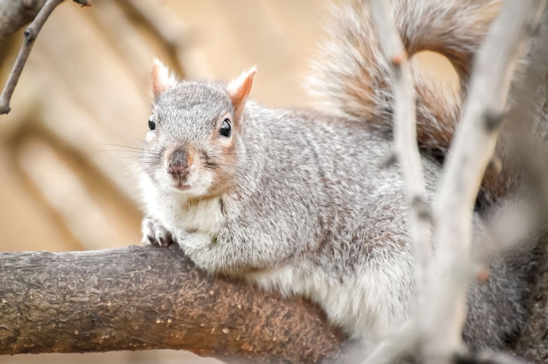 Unmasking the Myth: Do Squirrels Hibernate in the Winter?
