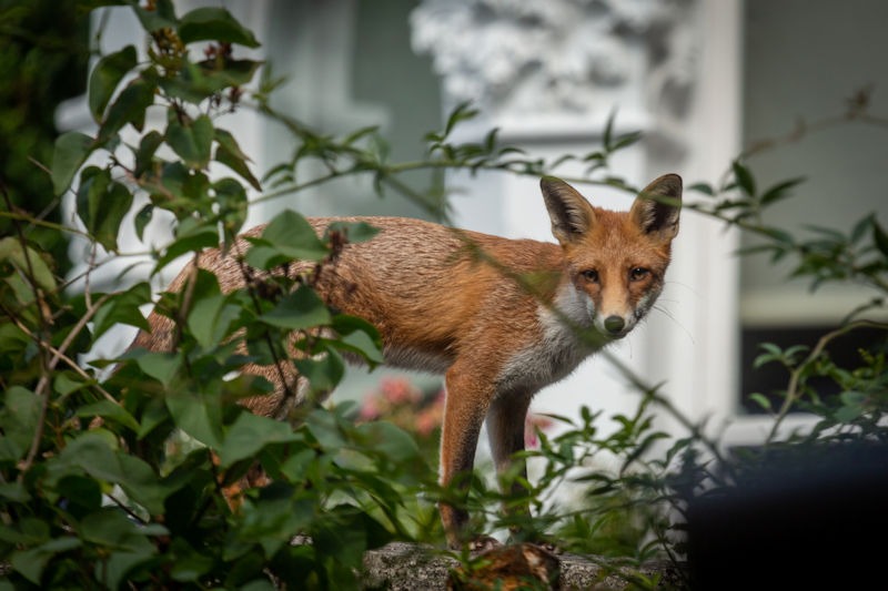 Harmony in the Concrete Jungle: Navigating the Rise of Urban Foxes Through Impact Management and Humane Removal