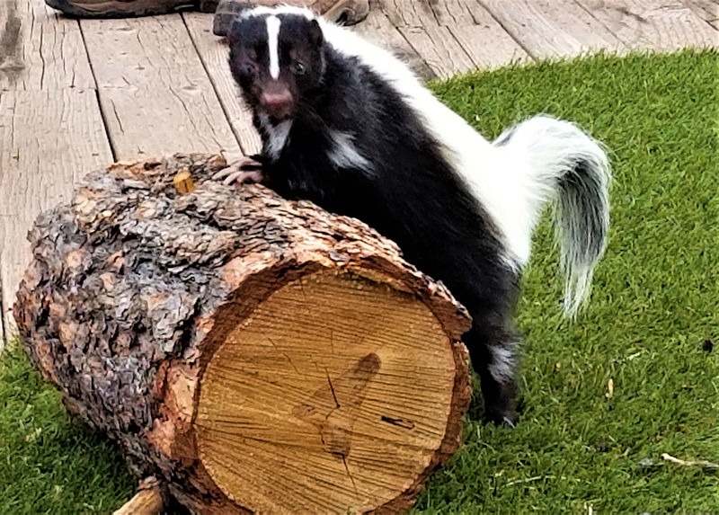 Navigating the Wild: Unmasking the Common Hideouts of Skunks on Your Property