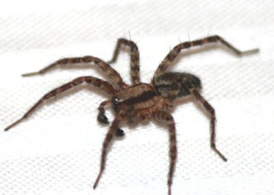 Invasion of the Crawlers: How Spiders Sneak into Our Homes and How to Stop Them