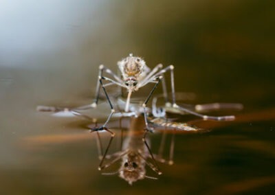 Nature’s Shield: Planting Your Way to a Mosquito-Free Garden