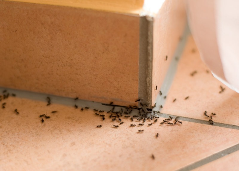 Seal the Deal: Effective Ways to Fortify Your Home Against Ants