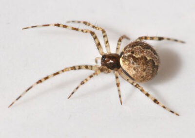 The Secret World of Spiders: Understanding Their Journey Inside