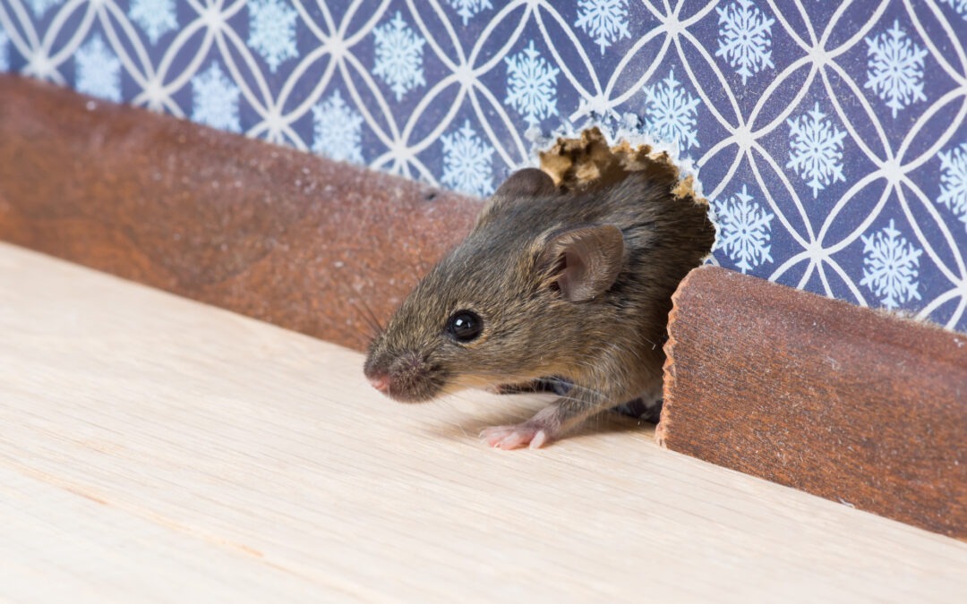 Outsmarting Intruders: The Essential Guide to Rodent Prevention at Home”