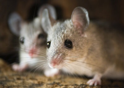 The Hidden Invaders: Uncovering and Eliminating Rodent Hideouts