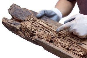 Termites Unearthed: Deciphering the Signs and Safeguarding Your Home