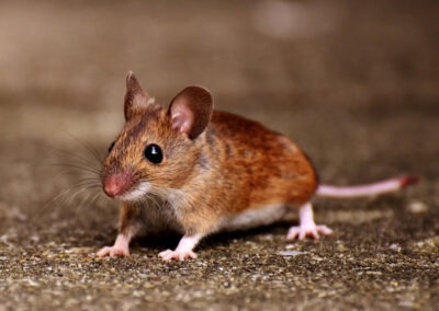 Safeguarding Your Sanctuary: Proven Strategies to Keep Rodents at Bay