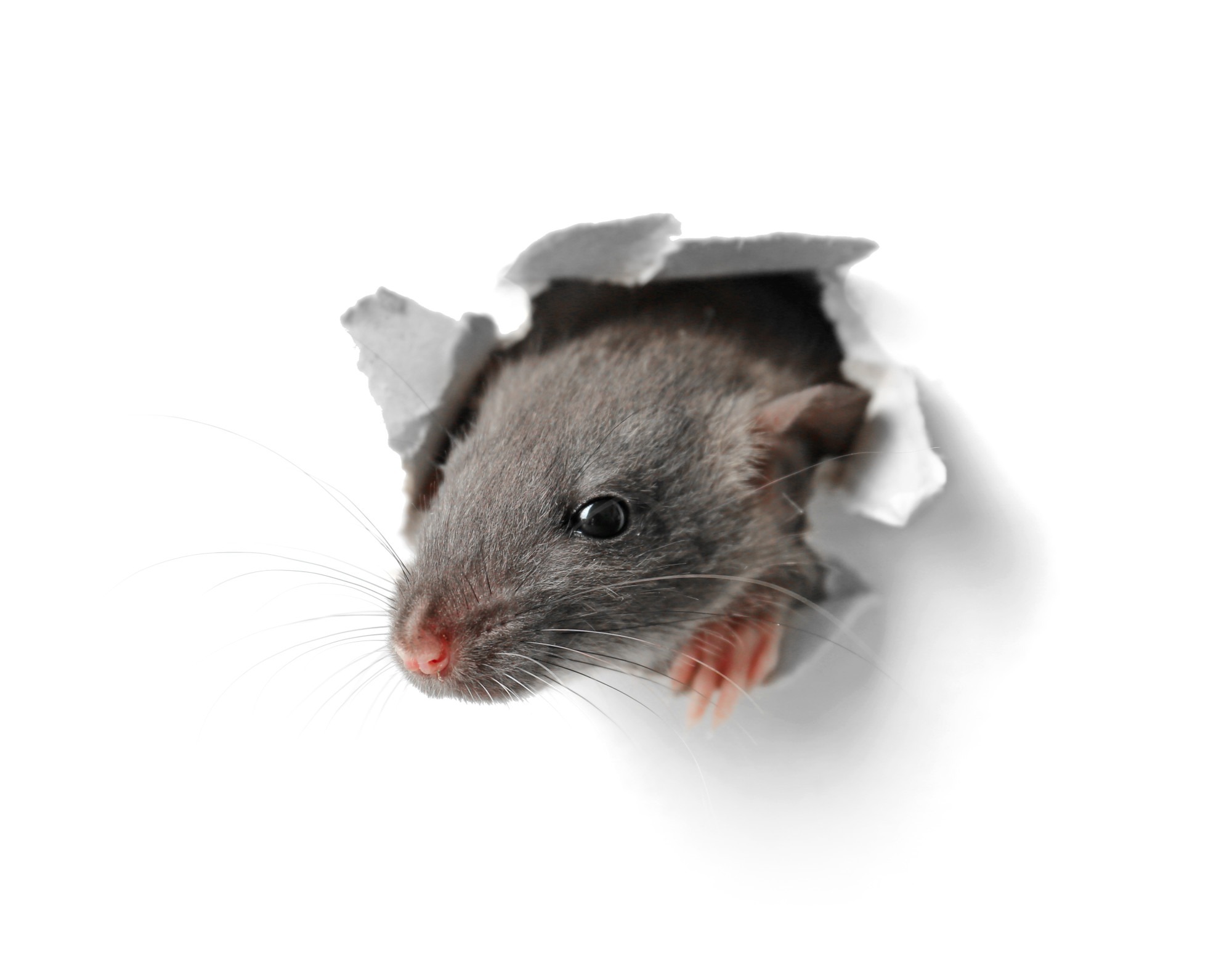 Cute funny rat looking out of hole in white paper