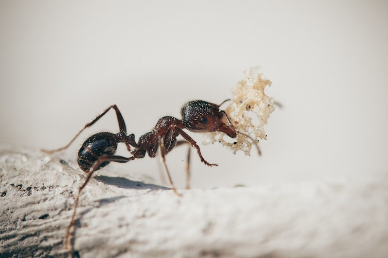 Natural Ant Repellents: Eco-Friendly Solutions to Ant Invasions